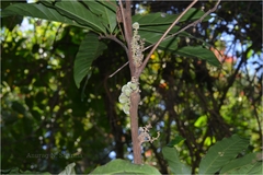 Lepisanthes tetraphylla